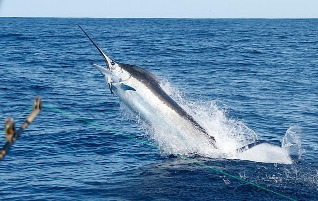 marlin fishing azores gallery046.jpg