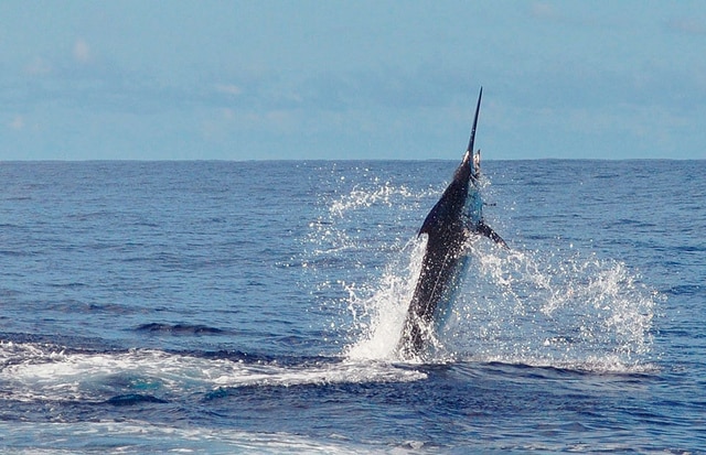 marlin fishing azores gallery047.jpg
