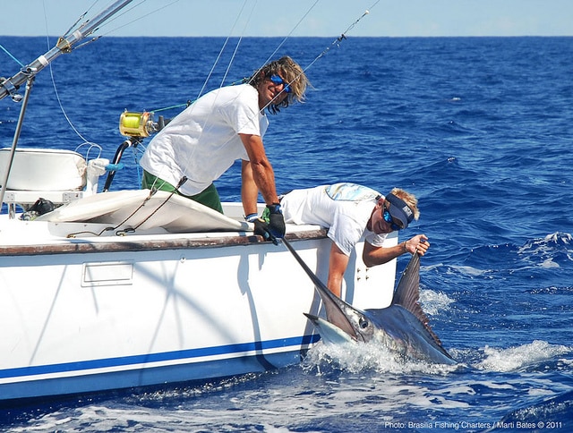 marlin fishing azores gallery052.jpg