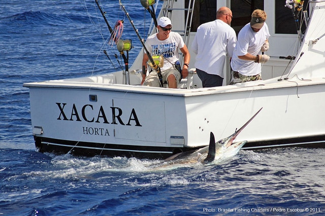 marlin fishing azores gallery054.jpg