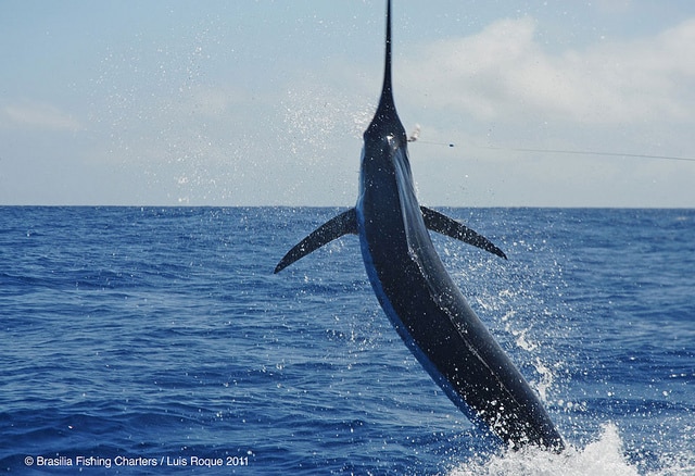 marlin fishing azores gallery055.jpg