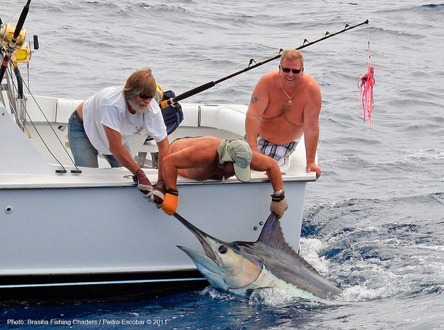 marlin fishing azores gallery057.jpg