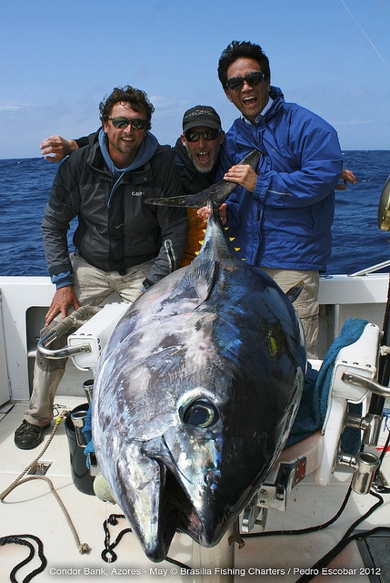 marlin fishing azores gallery058.jpg
