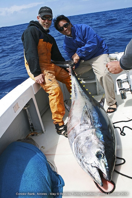 marlin fishing azores gallery062.jpg