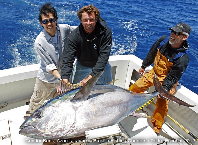 marlin fishing azores gallery065.jpg
