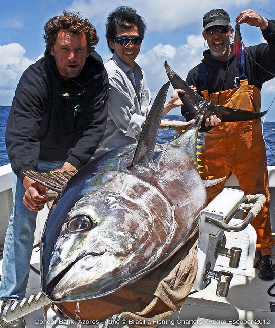 marlin fishing azores gallery066.jpg