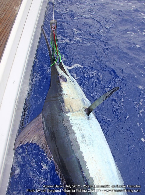 marlin fishing azores gallery068.jpg