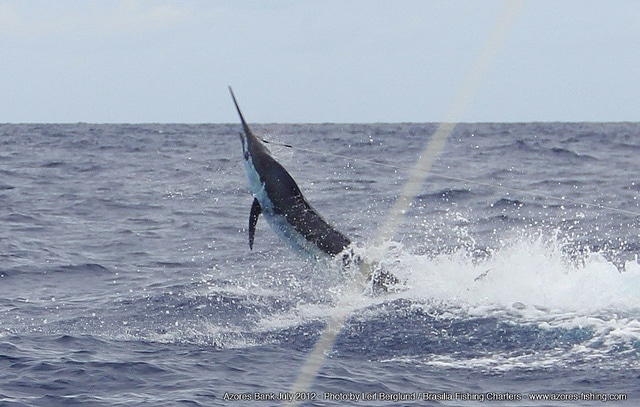 marlin fishing azores gallery069.jpg