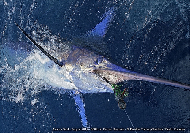 marlin fishing azores gallery070.jpg