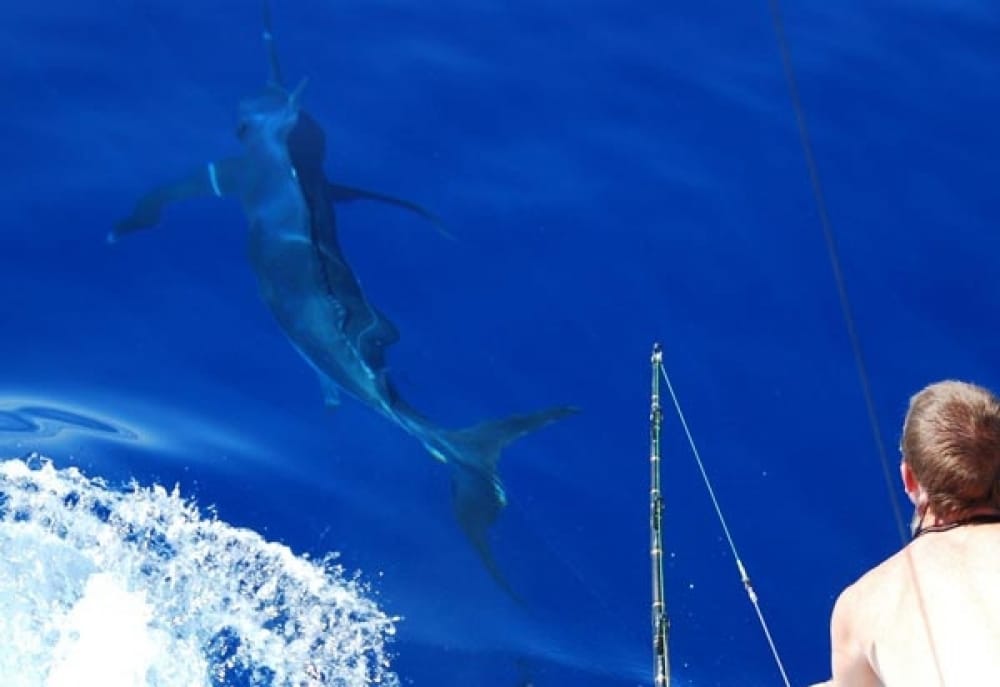 marlin fishing