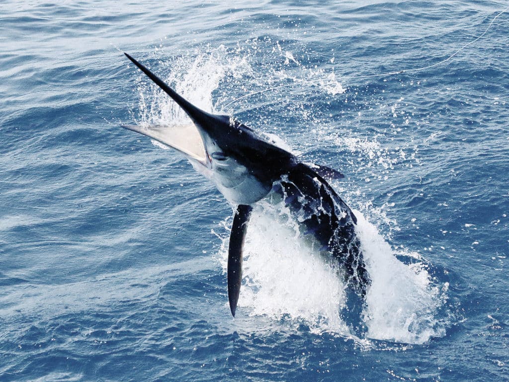 marlin jumping