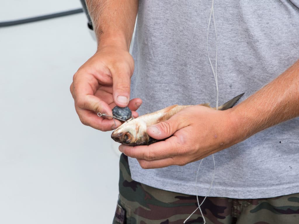 rigging a mullet