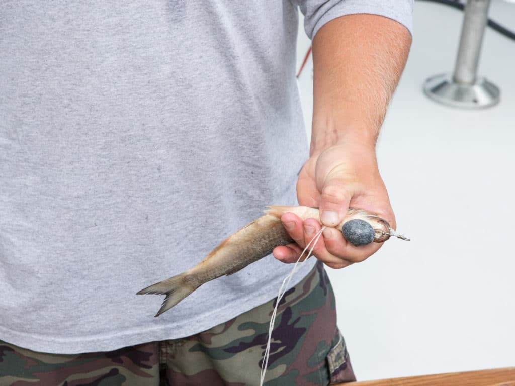 rigging a mullet