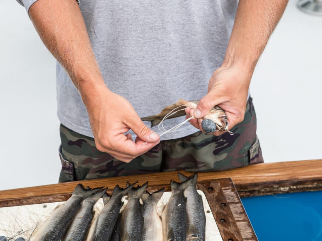 rigging a mullet