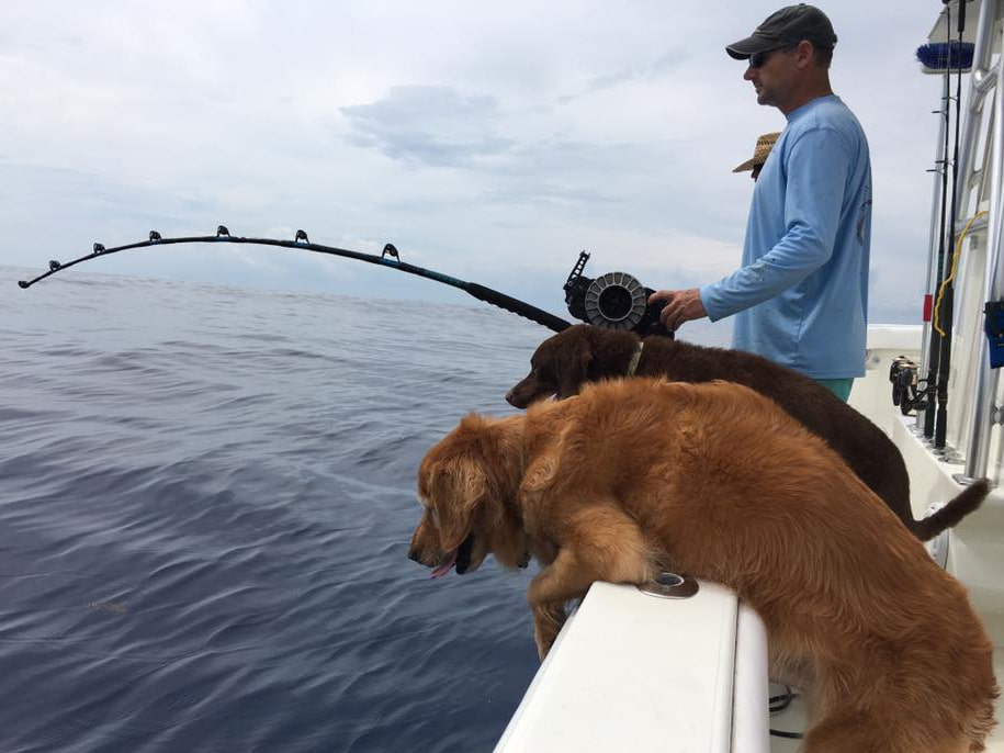 **Reader submissions**: Fishing dogs