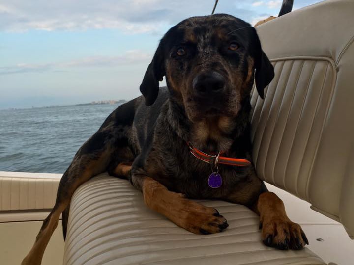 **Reader submissions**: Fishing dogs