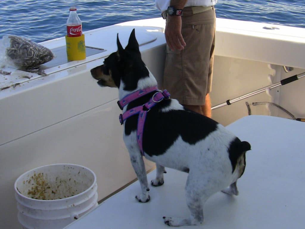 **Reader submissions**: Fishing dogs