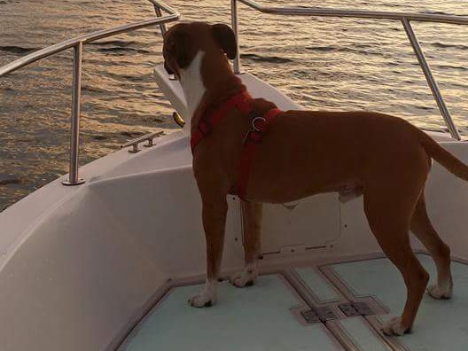 **Reader submissions**: Fishing dogs