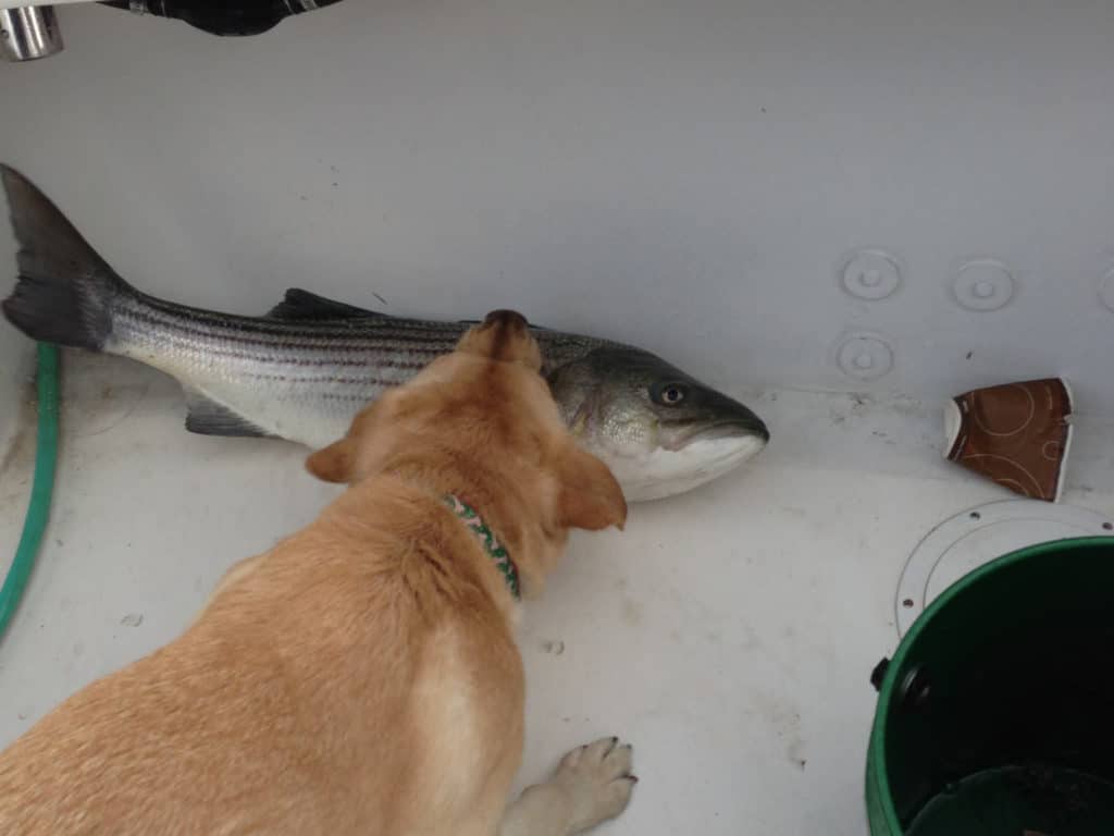 **Reader submissions**: Fishing dogs
