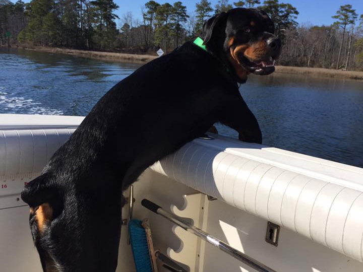 **Reader submissions**: Fishing dogs