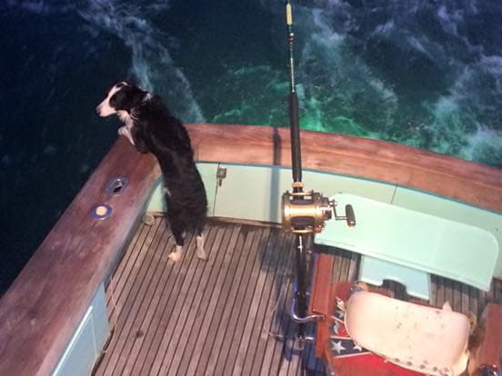 **Reader submissions**: Fishing dogs