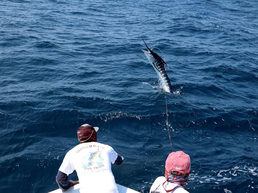 martin arostegui royal billfish slam on fly