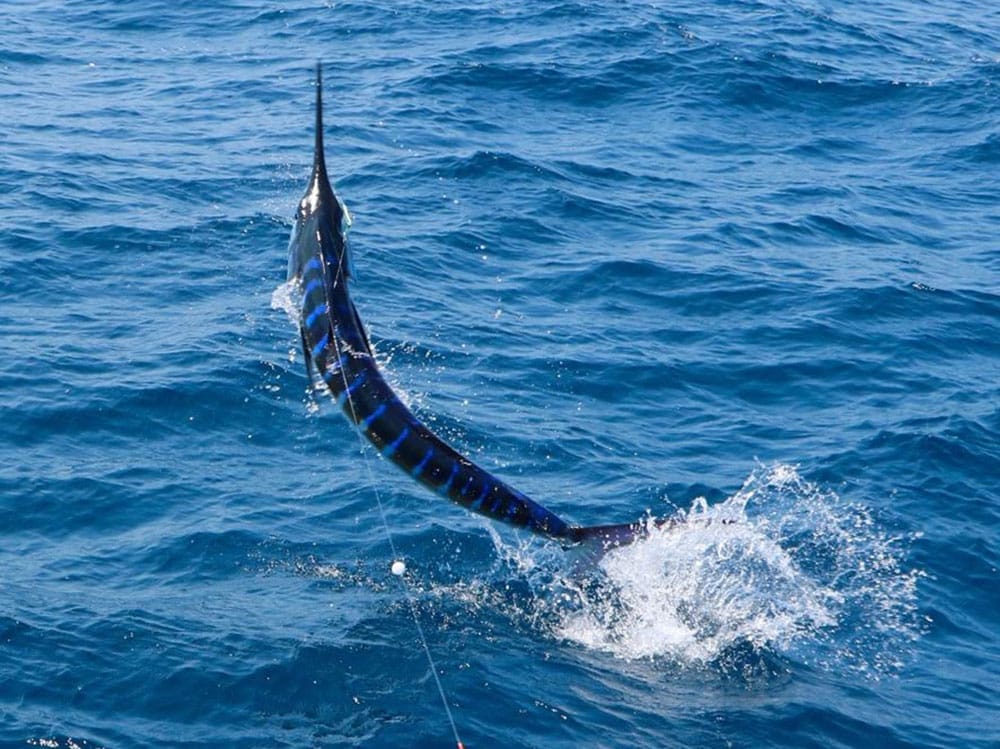 martin arostegui royal billfish slam on fly