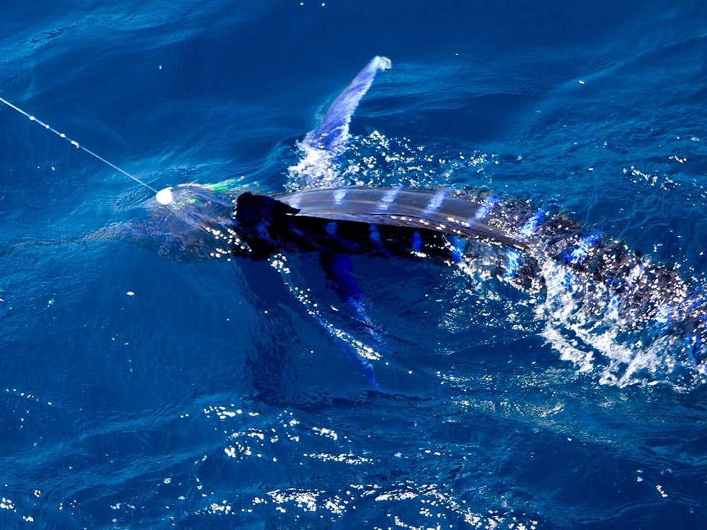 martin arostegui royal billfish slam on fly