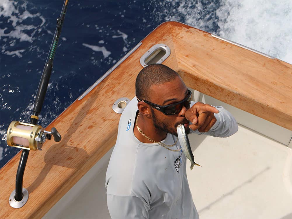 2017 Antigua and Barbuda Sport Fishing Tournament mate eating ballyhoo