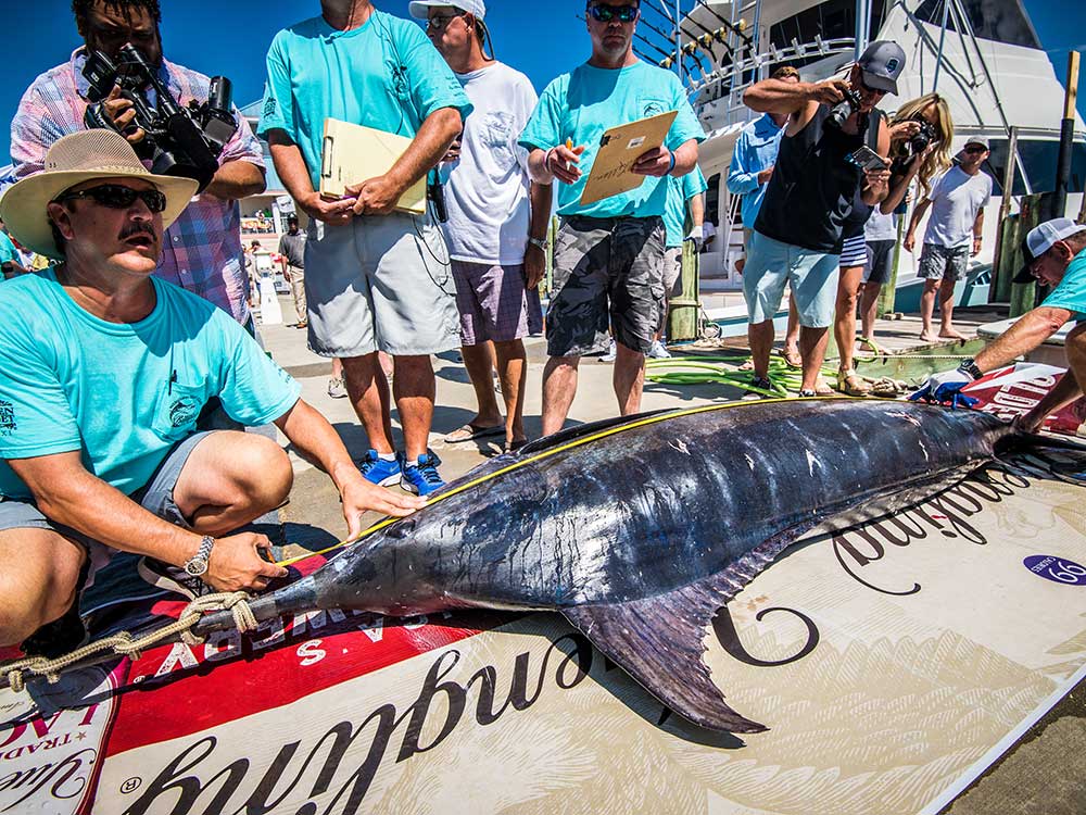 2017 mississippi gulf coast billfish classic measuring a blue marlin