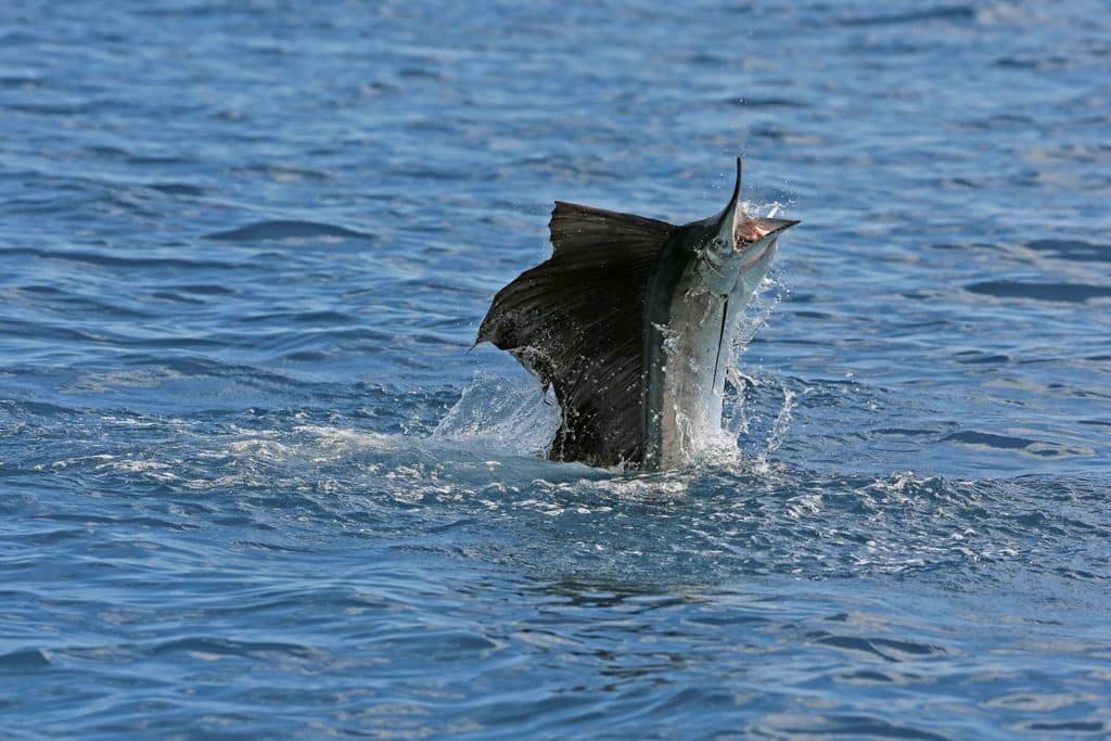A sailfish breaking the surface of the water.
