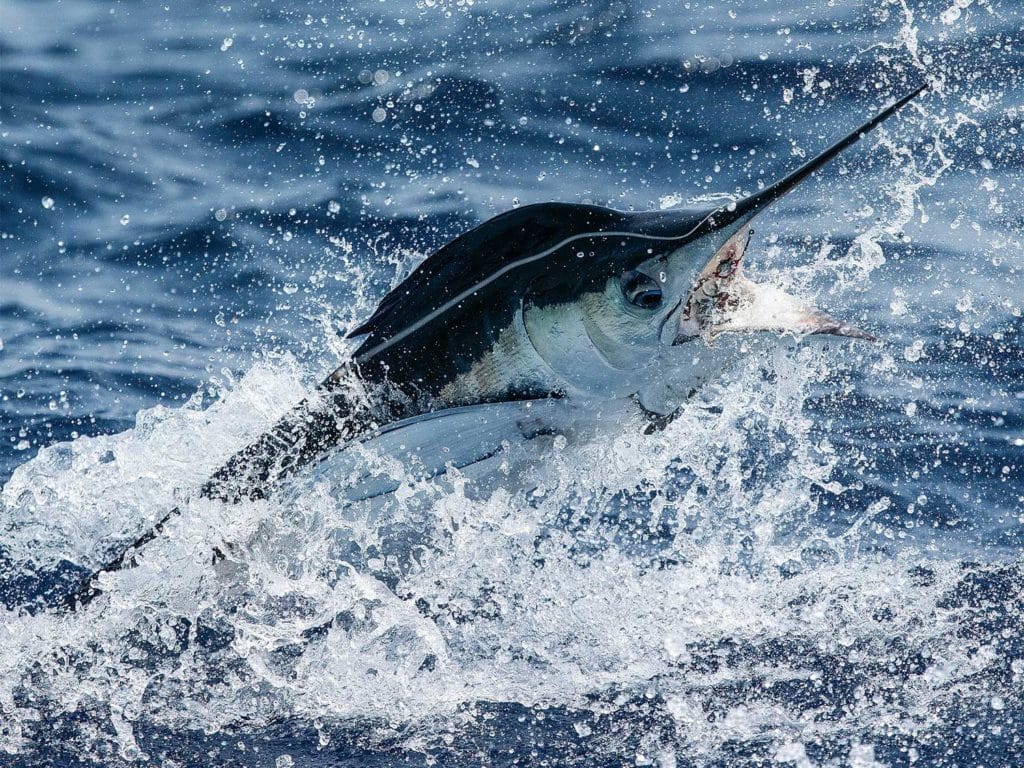 A white marlin breaking out of the surface of the ocean.