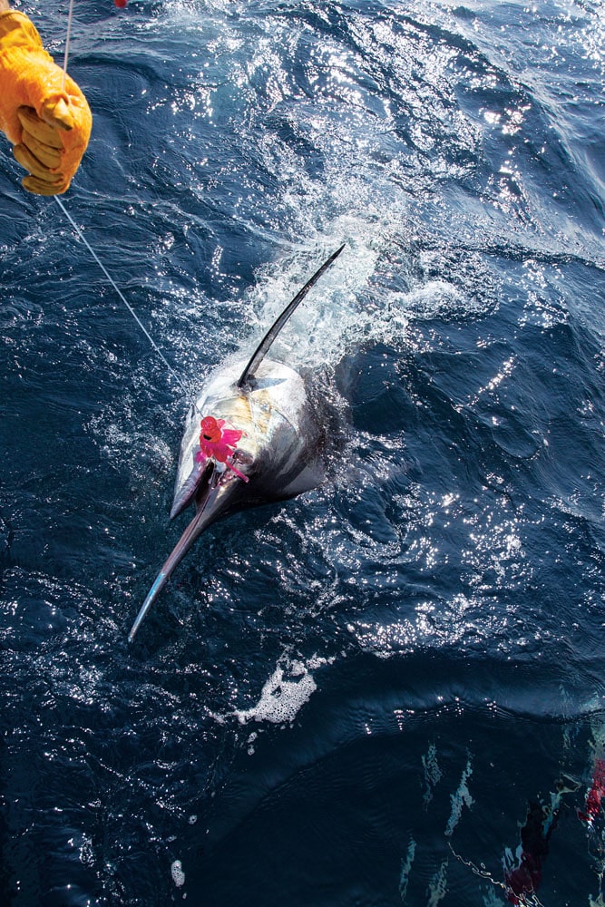 fishing for white marlin in Oregon Inlet