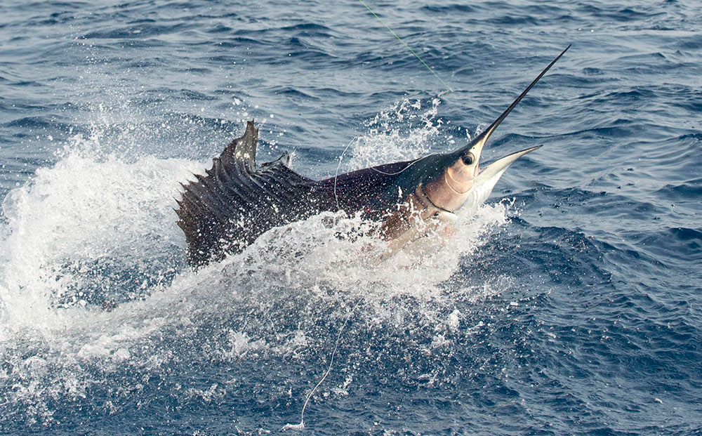 sailfish fishing florida keys