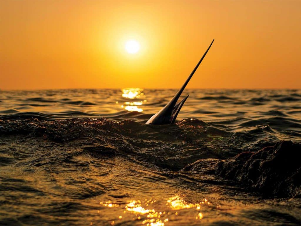 A sun sets over the horizon of the ocean as the bill of a white marlin breaks the surface of the ocean.