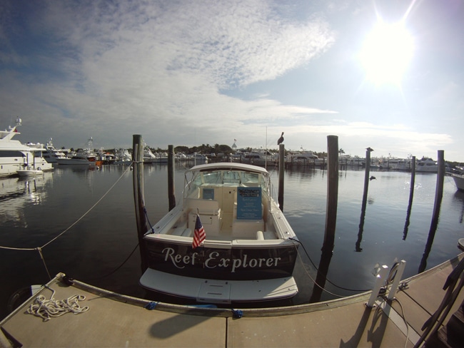 ocean-reef-cup03.jpg