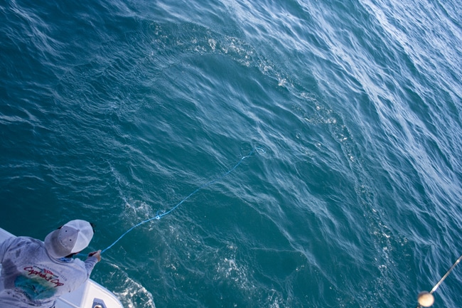 ocean-reef-cup13.jpg