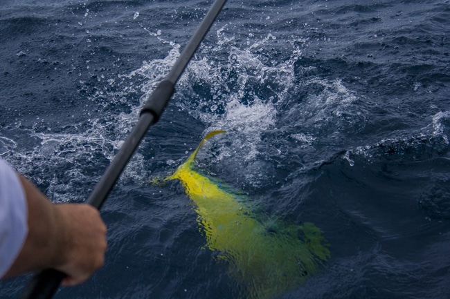 ocean-reef-cup24.jpg