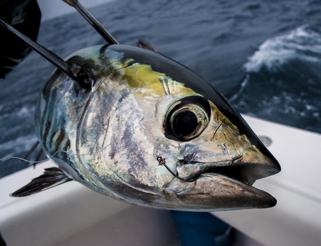 ocean-reef-cup27.jpg