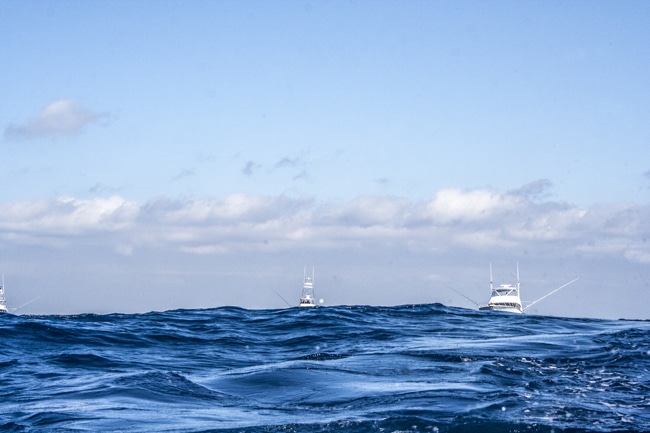 ocean-reef-cup35.jpg