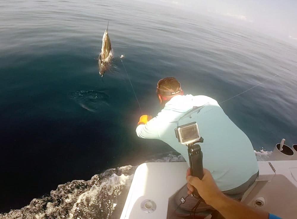 OWC 2018 day two sailfish