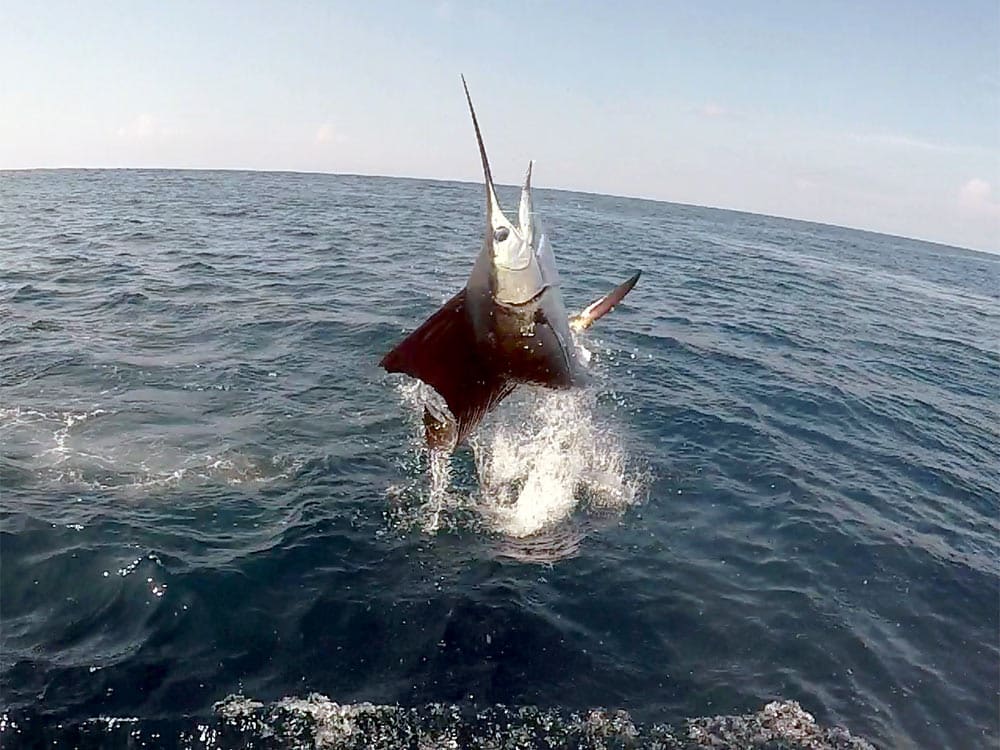 OWC 2018 day two sailfish jump boatside