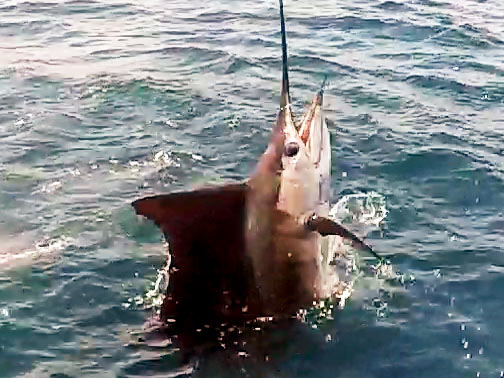 OWC 2018 day two sailfish