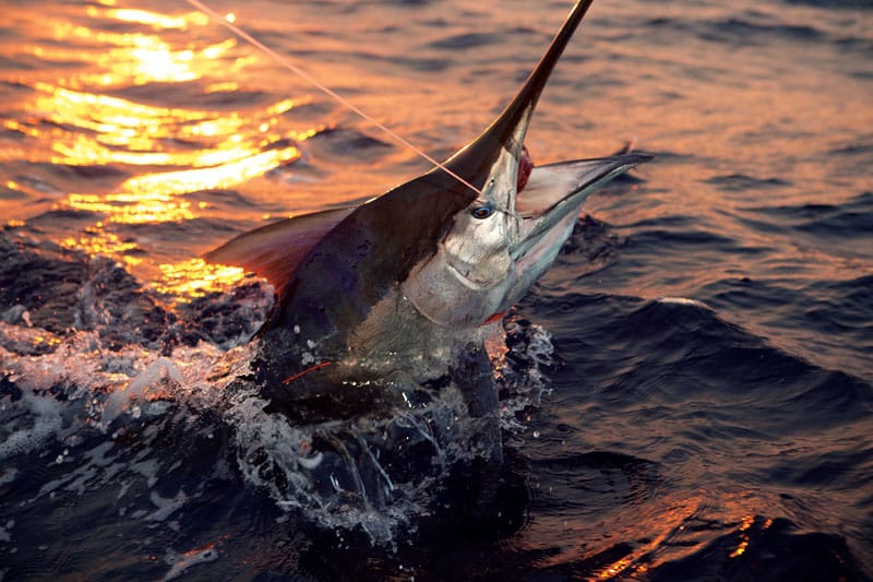 Panama Fishing Marlin