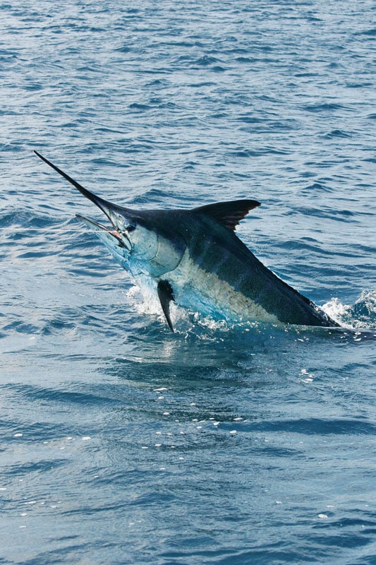 Panama Fishing Marlin