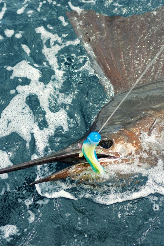 Panama Fishing Marlin