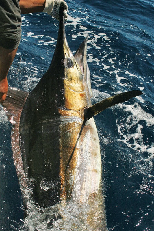 Panama Fishing Marlin