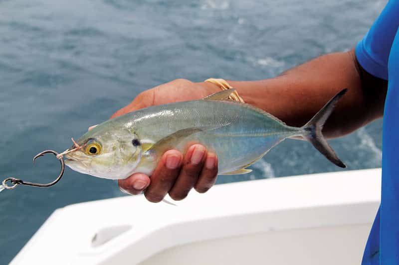 Panama Fishing Marlin