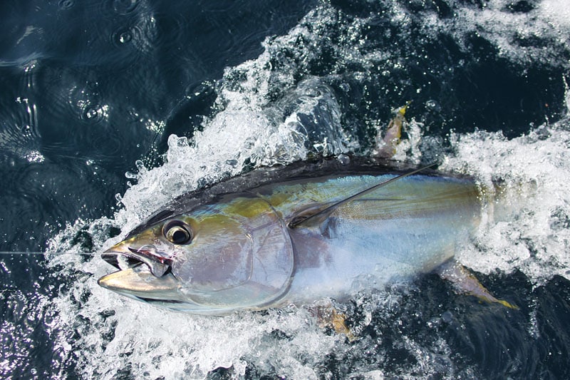 Panama Fishing Marlin