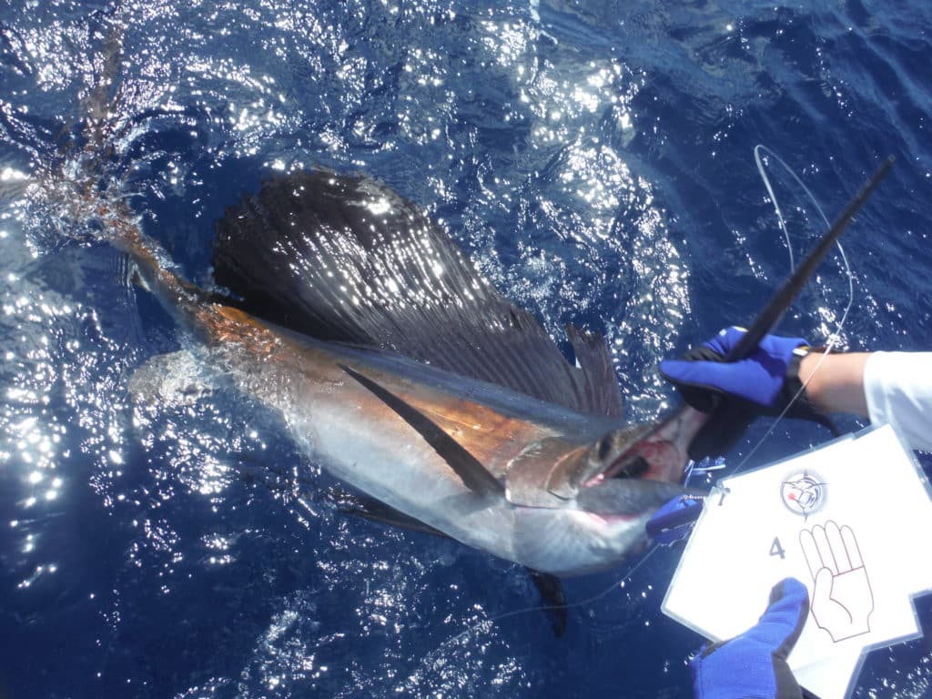 2017 Bonaire International and Local Tournament